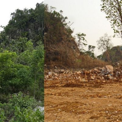 3 y old restoration on limestone mine 