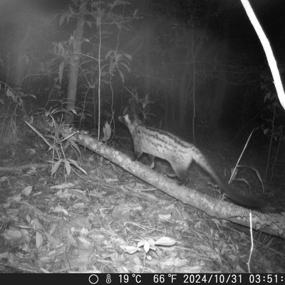Common palm civet