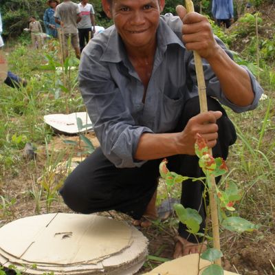Tree planting