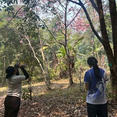 Waralee, an undergraduate student, observed tree phenology.
