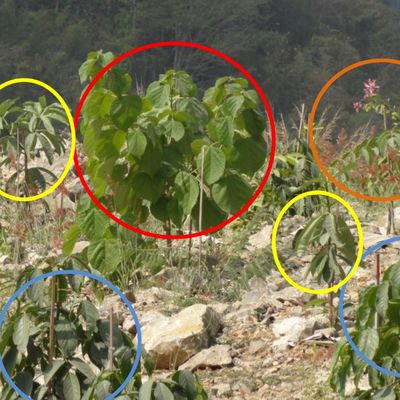 framework tree species for mines