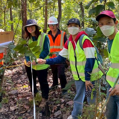 tree survey Mae Tan mine