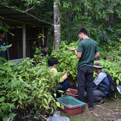 seedling preparation