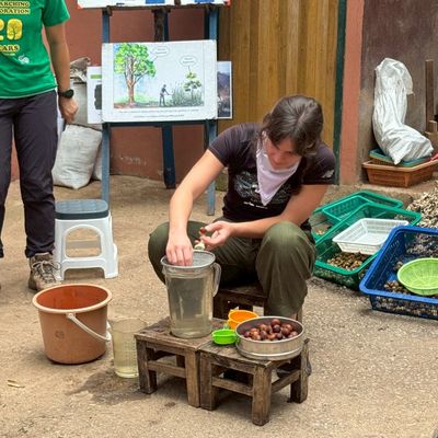 Fig extraction