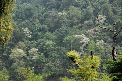 Restoring Tropical Forests: Lessons Learned from Case Studies on Three Continents