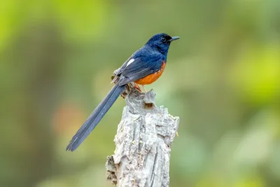 Bird Species Diversity at Long-term Forest Restoration Plots in Northern Thailand